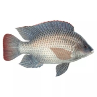CÁ RÔ CÒN ĐẦU