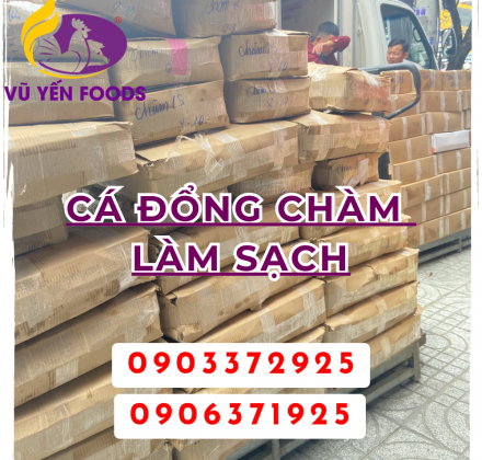 Cá đổng chàm làm sạch