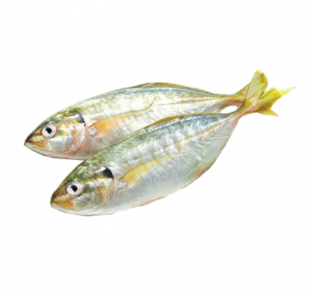 CÁ BẠC MÁ