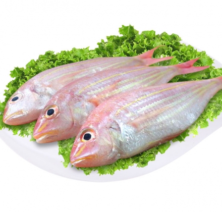 CÁ ĐỎNG CHÀM