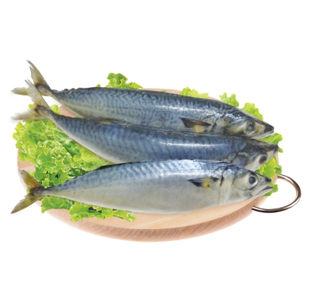 CÁ NỤC