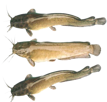 CÁ TRÊ CÒN ĐẦU