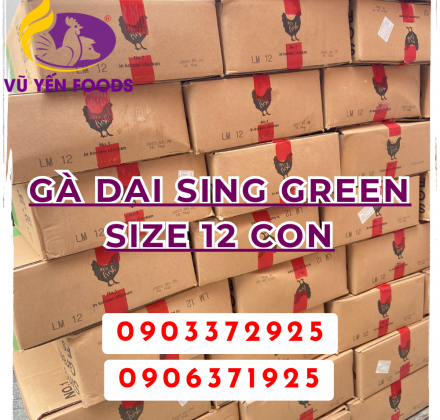 Gà dai Sing Green size 12 con