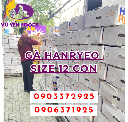 Gà HanryEo size 12 con