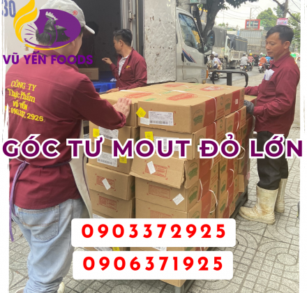 Góc tư mout đỏ lớn