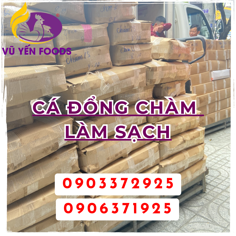 Cá đổng chàm làm sạch