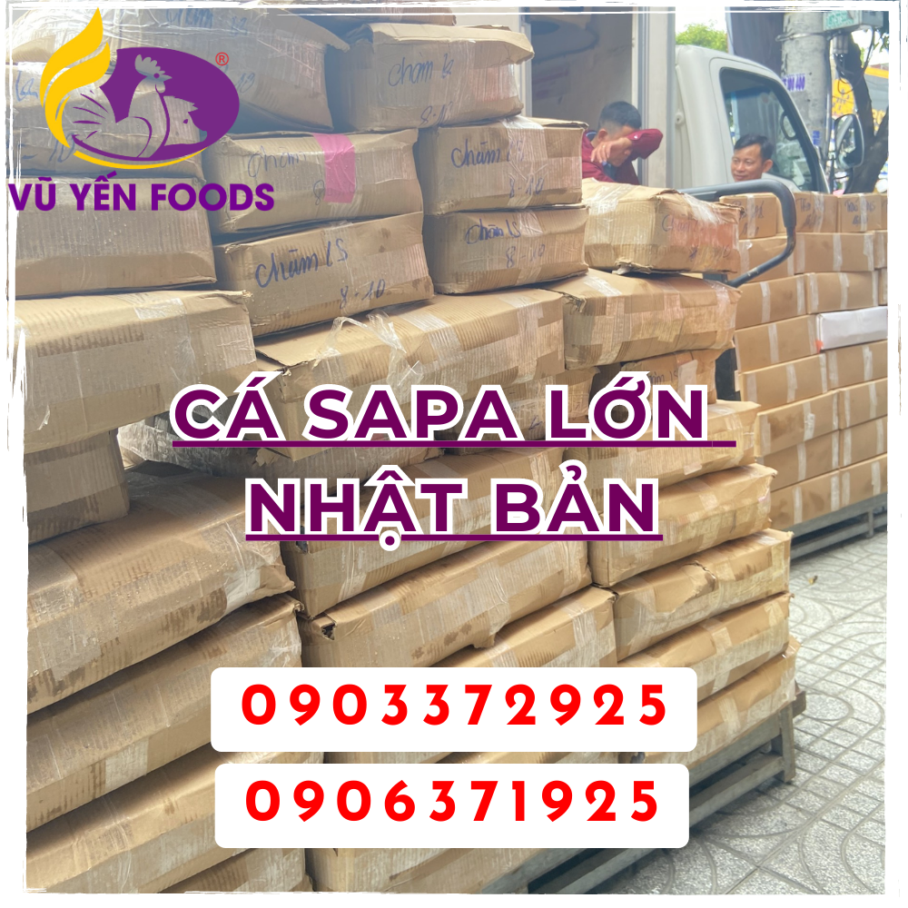 Cá sapa lớn Nhật Bản