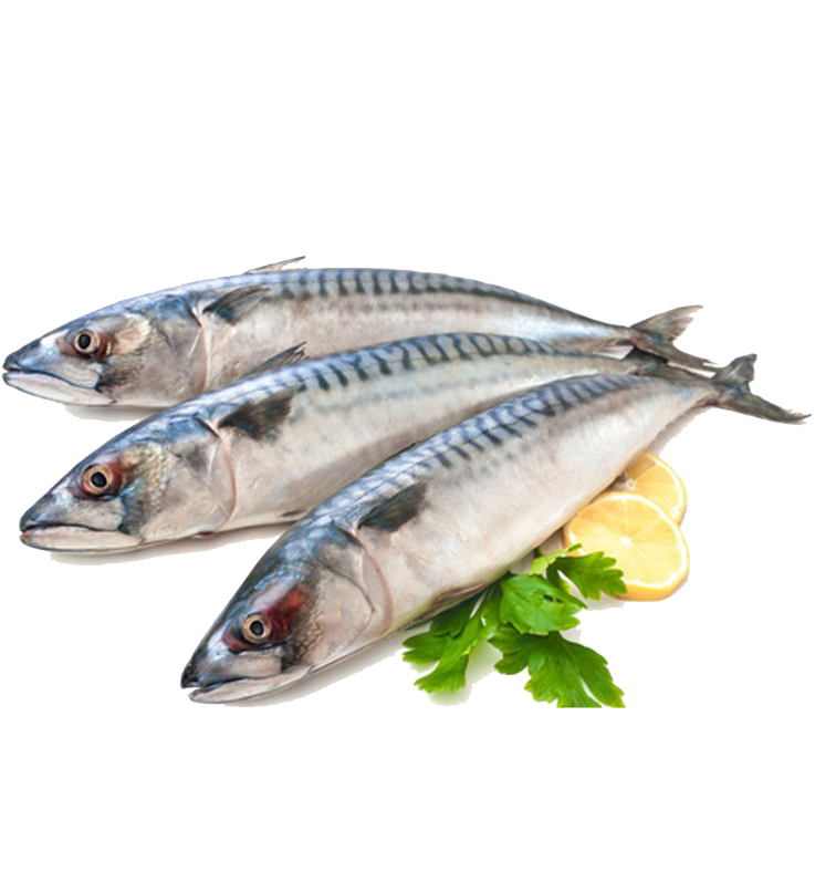 CÁ SABA LỚN ĐÔNG LẠNH