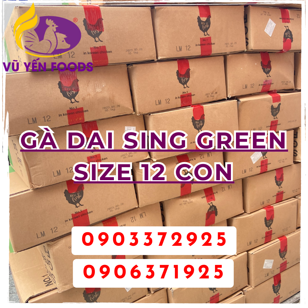 Gà dai Sing Green size 12 con