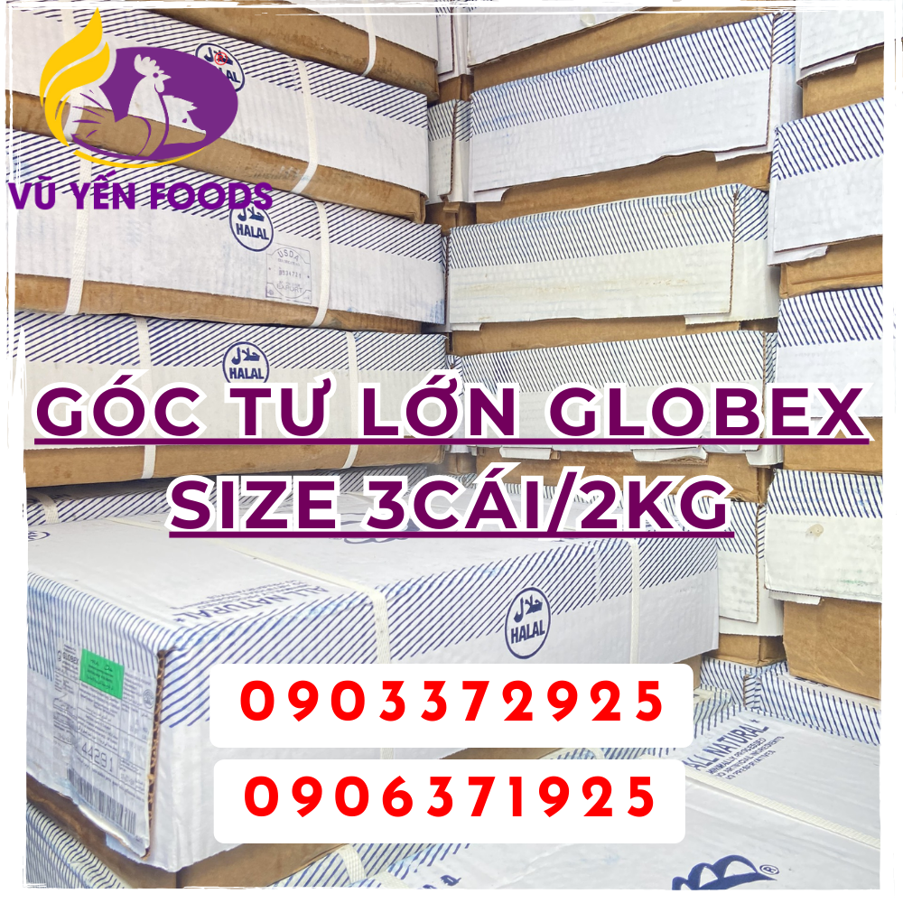 Góc tư lớn Globex Size 3cái/2kg