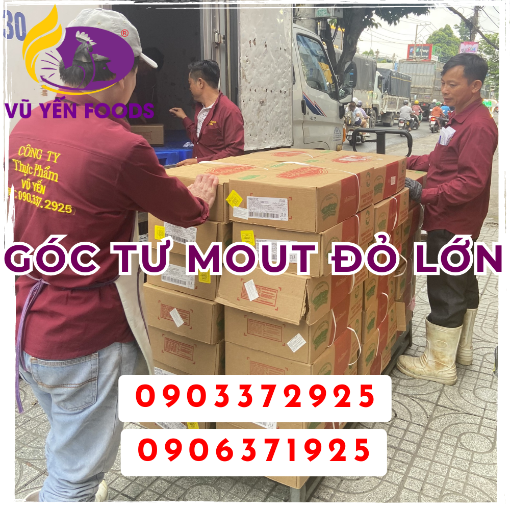 Góc tư mout đỏ lớn