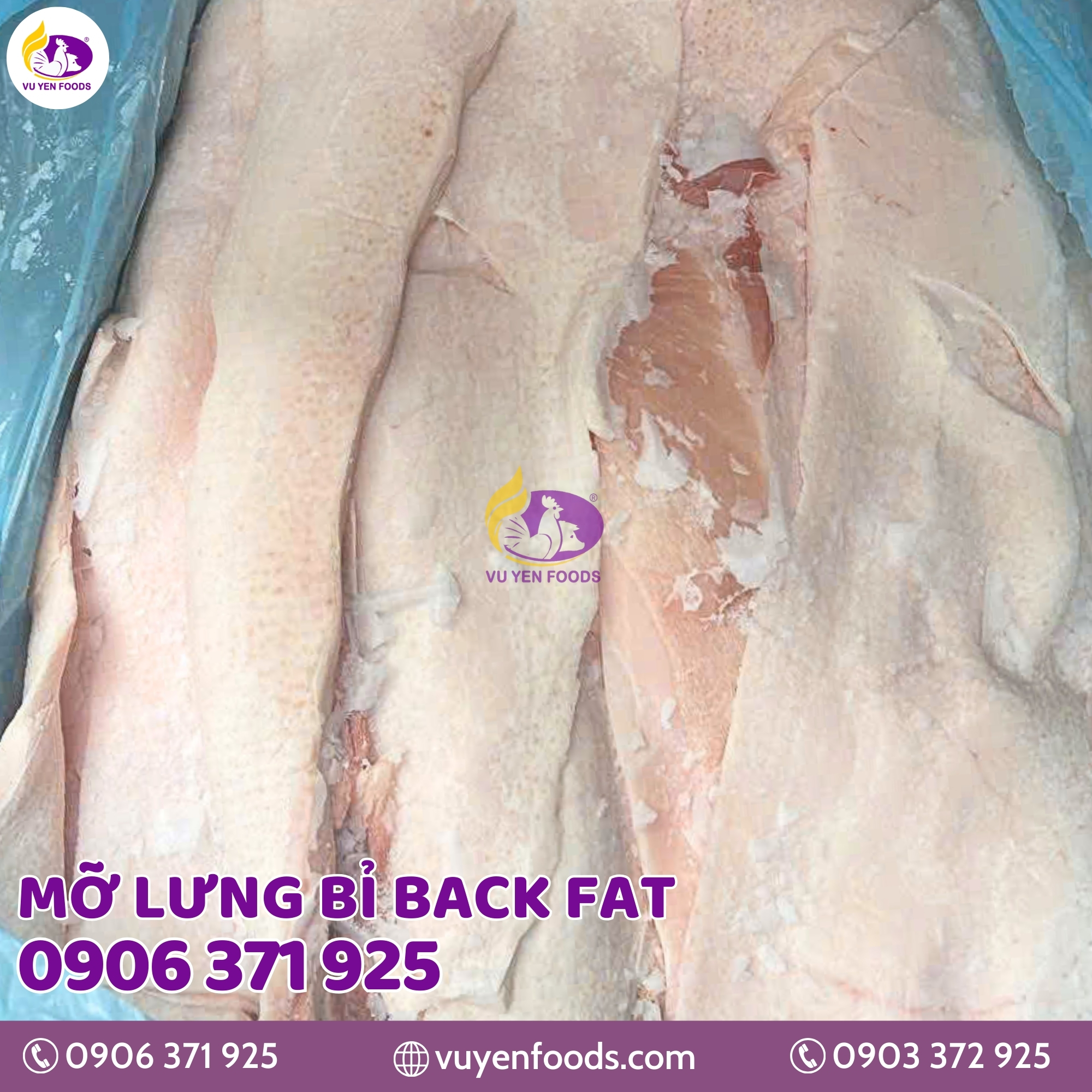 MỠ LƯNG BỈ BACK FAT