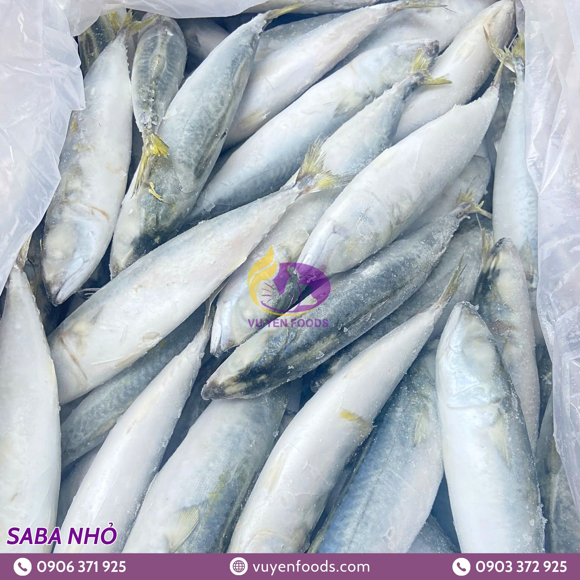 CÁ SABA NHỎ ĐÔNG LẠNH